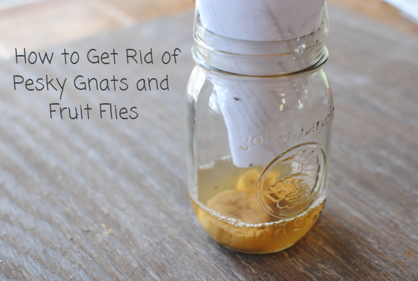 How to Get Rid of Gnats in Your Home